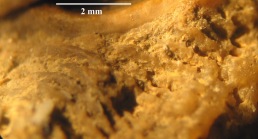 Holotype of Tricycloseris anningi type species of the genus
