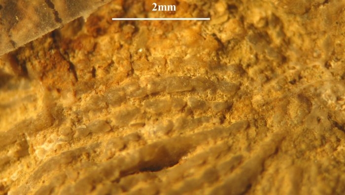 Holotype of Tricycloseris anningi type species of the genus Holotype of Tricycloseris anningi type species of the genus