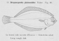 Pleuronectiformes