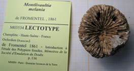 Lectotype of the type species of Trochophyllia