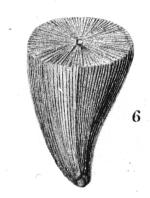 Holotype of Turbinolopsis ochracea type species of the genus, original figure