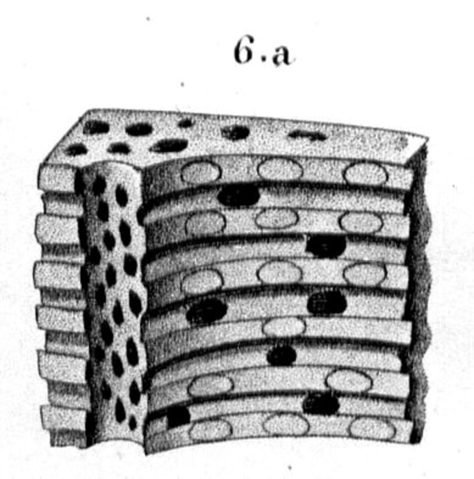 Holotype of Turbinolopsis ochracea type species of the genus, original figure