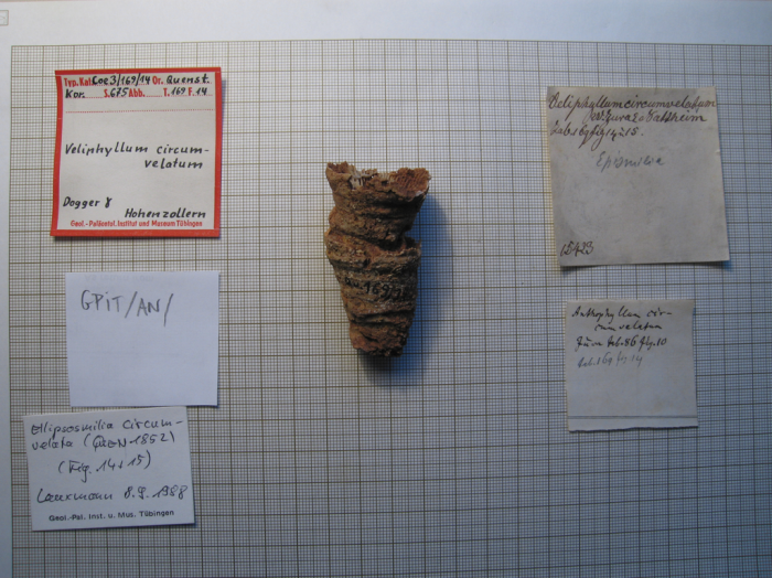 Syntype of the type species of Veliphyllum