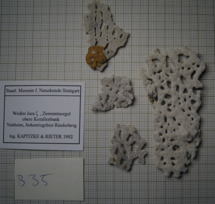 Specimen of Viminohelia seminuda type species of the genus