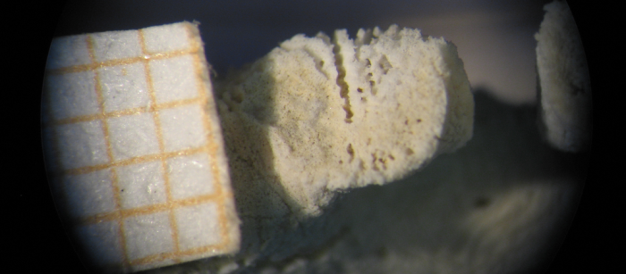 Specimen of Viminohelia seminuda type species of the genus