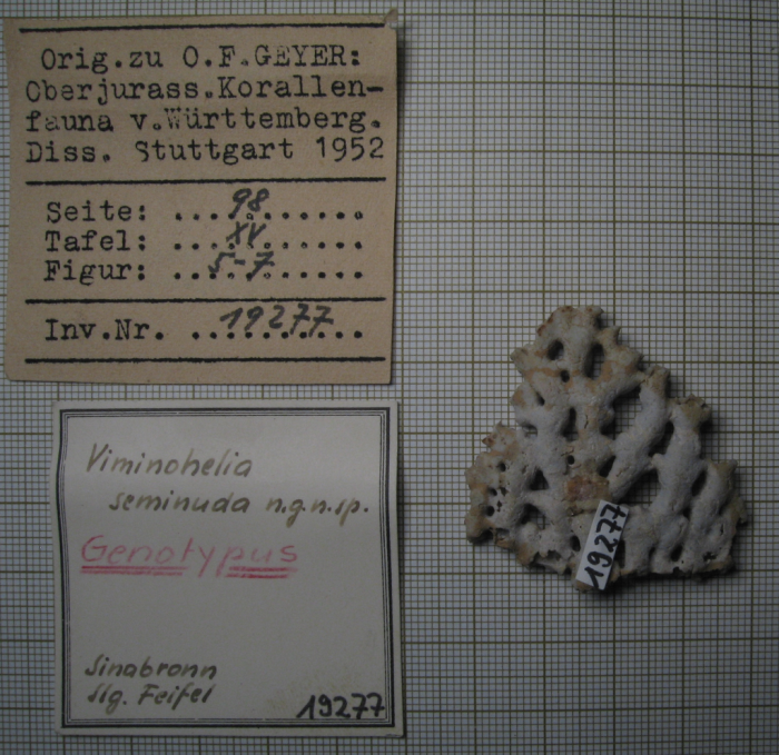 Holotype of Viminohelia seminuda type species of the genus