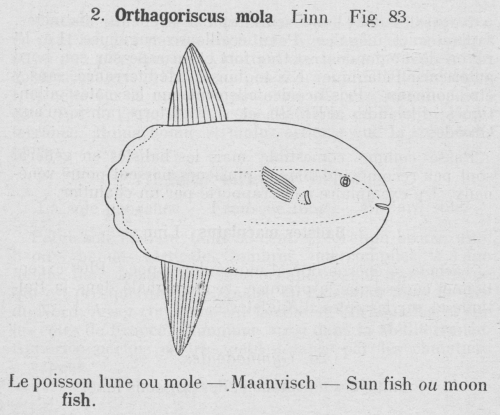 Gilson (1921, fig. 83)