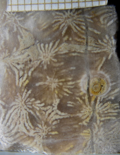 Paratype of Clausastraeopsis querolensis type species of the genus