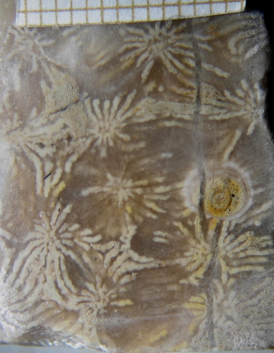 Paratype of Clausastraeopsis querolensis type species of the genus Paratype of Clausastraeopsis querolensis type species of the genus