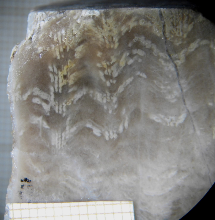 Paratype of Clausastraeopsis querolensis type species of the genus Paratype of Clausastraeopsis querolensis type species of the genus