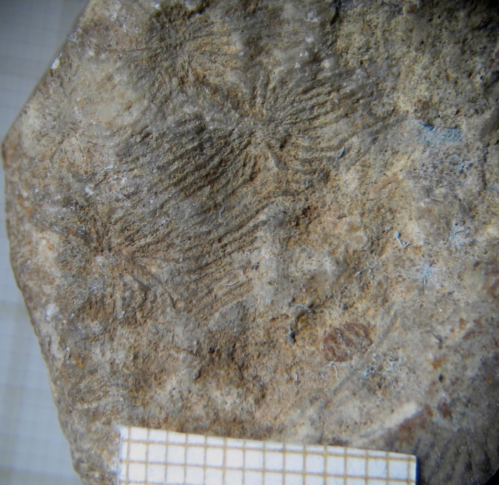 Holotype of Clausastraeopsis querolensis type species of the genus Holotype of Clausastraeopsis querolensis type species of the genus
