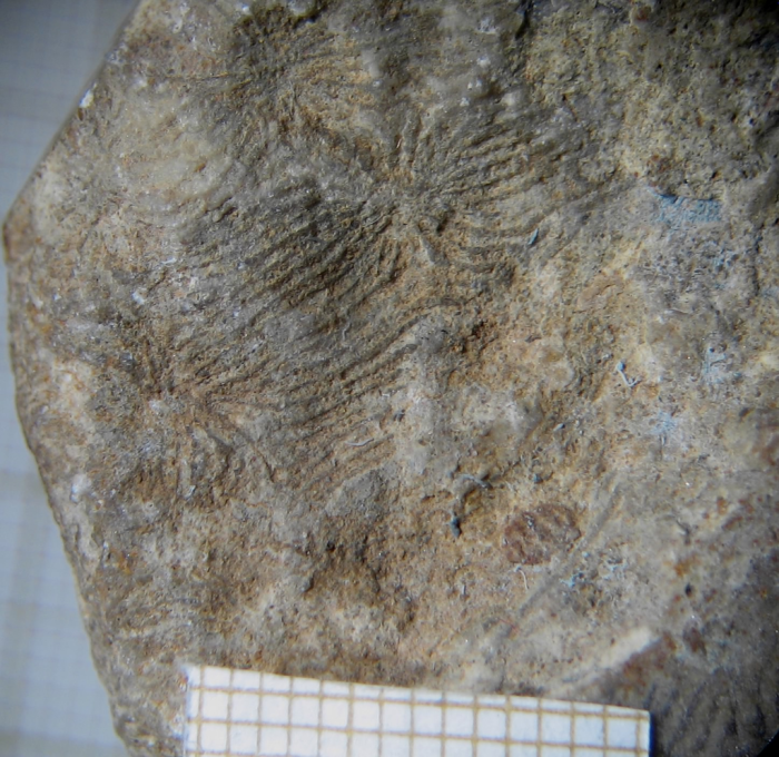 Holotype of Clausastraeopsis querolensis type species of the genus