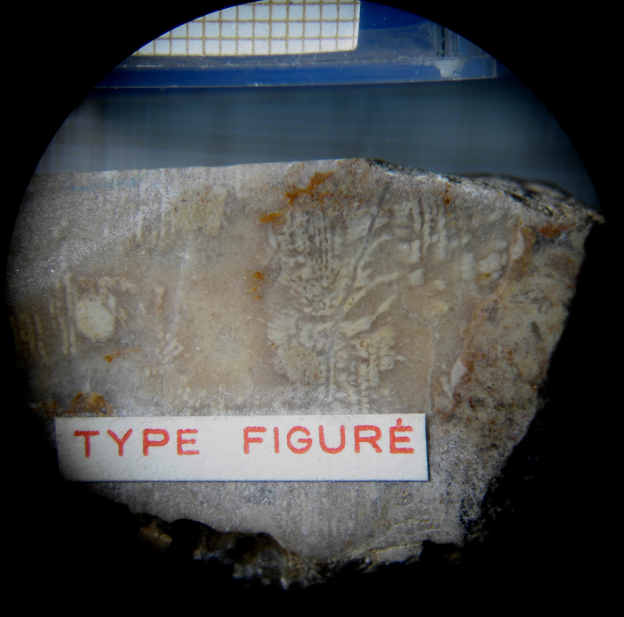 Holotype of Clausastraeopsis querolensis type species of the genus Holotype of Clausastraeopsis querolensis type species of the genus