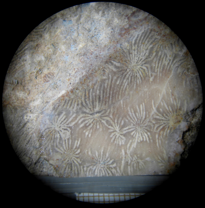 Holotype of Clausastraeopsis querolensis type species of the genus Holotype of Clausastraeopsis querolensis type species of the genus