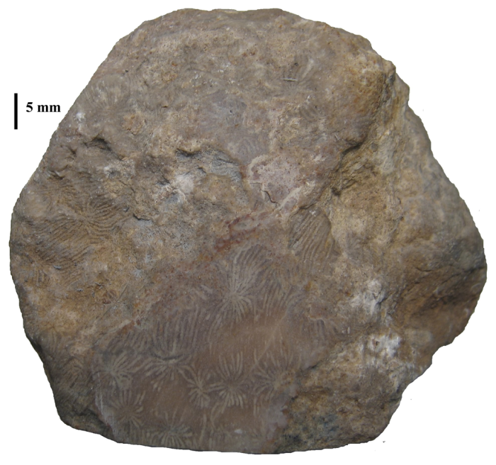 Holotype of Clausastraeopsis querolensis type species of the genus Holotype of Clausastraeopsis querolensis type species of the genus