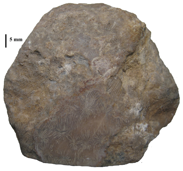 Holotype of Clausastraeopsis querolensis type species of the genus