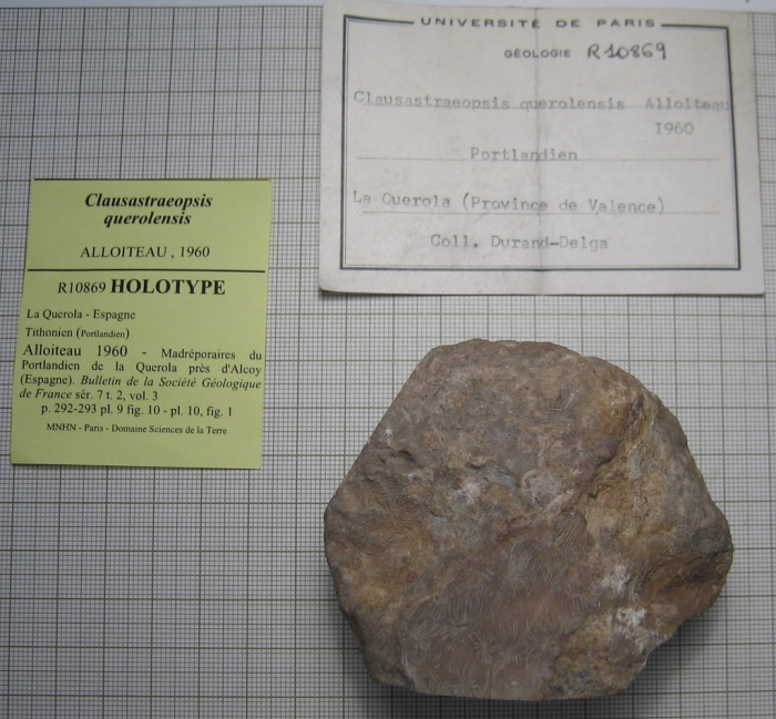 Holotype of Clausastraeopsis querolensis type species of the genus Holotype of Clausastraeopsis querolensis type species of the genus
