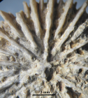 Holotype of Palaeocyathus fromenteli