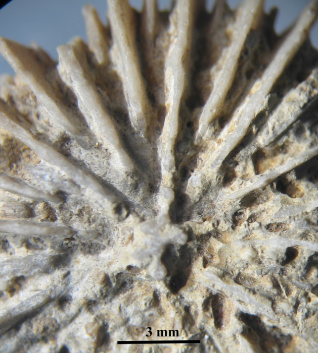 Holotype of Palaeocyathus fromenteli Holotype of Palaeocyathus fromenteli