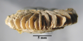 Holotype of Palaeocyathus fromenteli type species of the genus