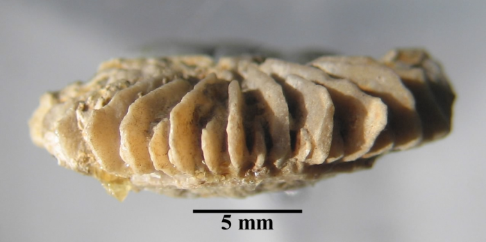 Holotype of Palaeocyathus fromenteli type species of the genus Holotype of Palaeocyathus fromenteli type species of the genus