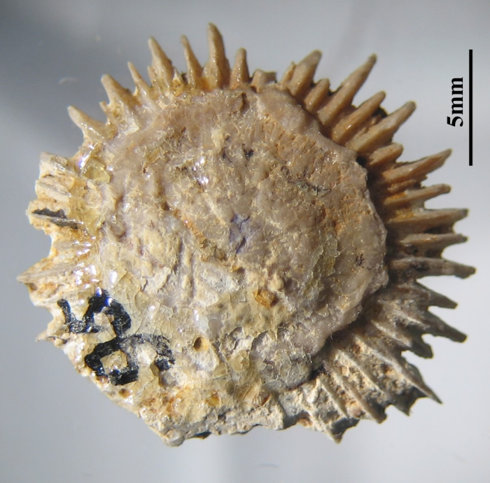 Holotype of Palaeocyathus fromenteli type species of the genus Holotype of Palaeocyathus fromenteli type species of the genus