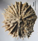 Holotype of Palaeocyathus fromenteli type species of the genus