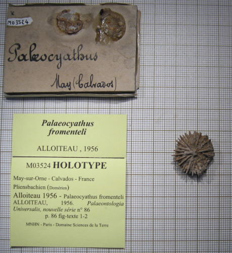 Holotype of Palaeocyathus fromenteli type species of the genus