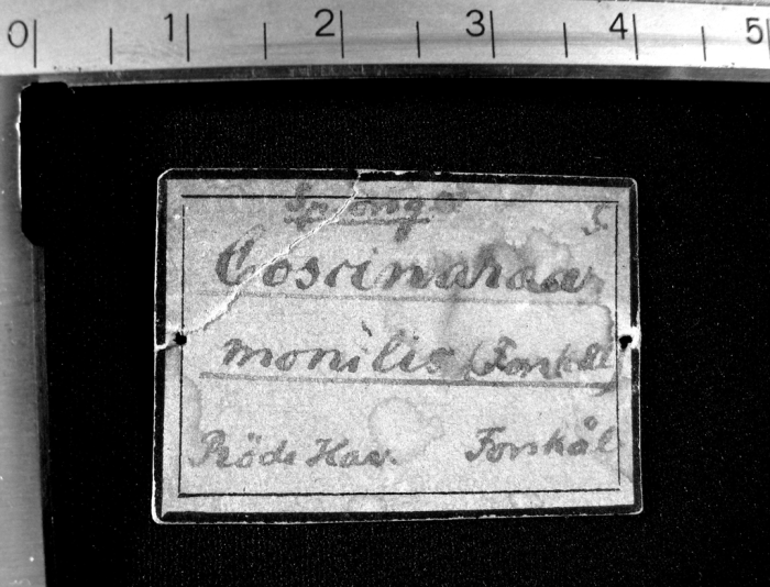 Holotype original tag