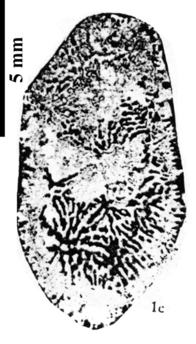 Phacellastrea rutogensistype species of the genus -original figure of Liao (1982)
