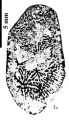 Phacellastrea rutogensistype species of the genus -original figure of Liao (1982)