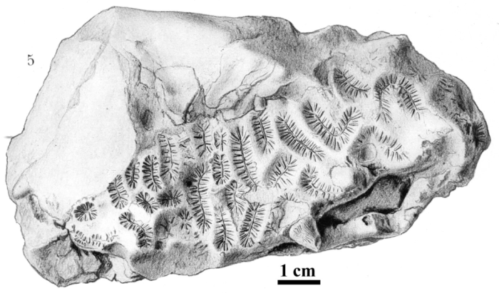 Original figure of Placogyra felixi type species of the genus Original figure of Placogyra felixi type species of the genus
