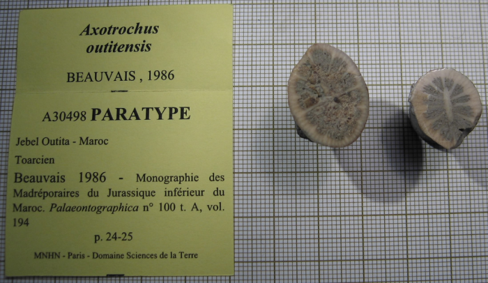 Paratype of Axotrochus outitensis type species of the genus Paratype of Axotrochus outitensis type species of the genus
