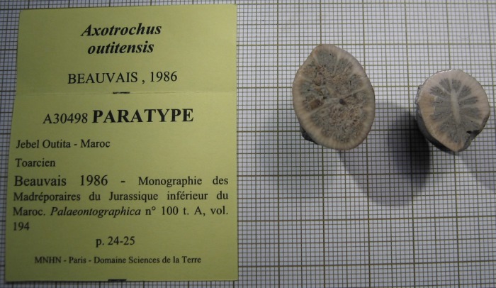 Paratype of Axotrochus outitensis type species of the genus