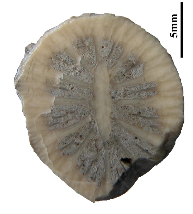 Paratype of Axotrochus outitensis type species of the genus Paratype of Axotrochus outitensis type species of the genus