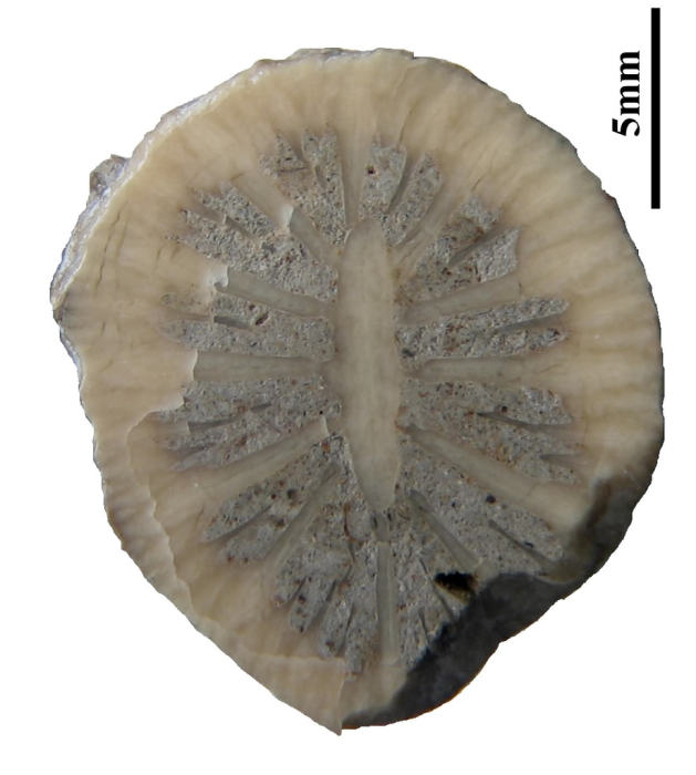 Paratype of Axotrochus outitensis type species of the genus