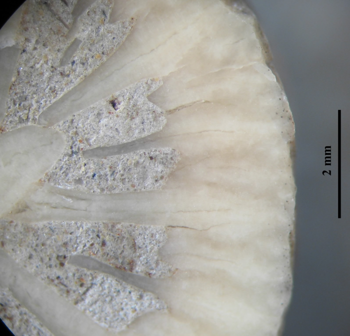 Paratype of Axotrochus outitensis type species of the genus Paratype of Axotrochus outitensis type species of the genus