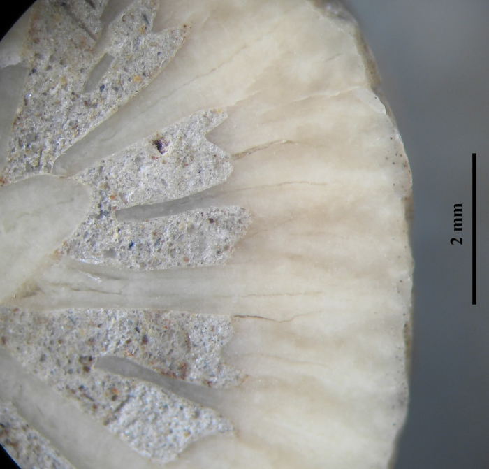 Paratype of Axotrochus outitensis type species of the genus