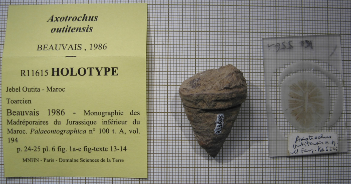 Holotype of Axotrochus outitensis type species of the genus Holotype of Axotrochus outitensis type species of the genus