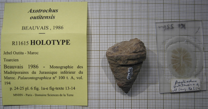 Holotype of Axotrochus outitensis type species of the genus