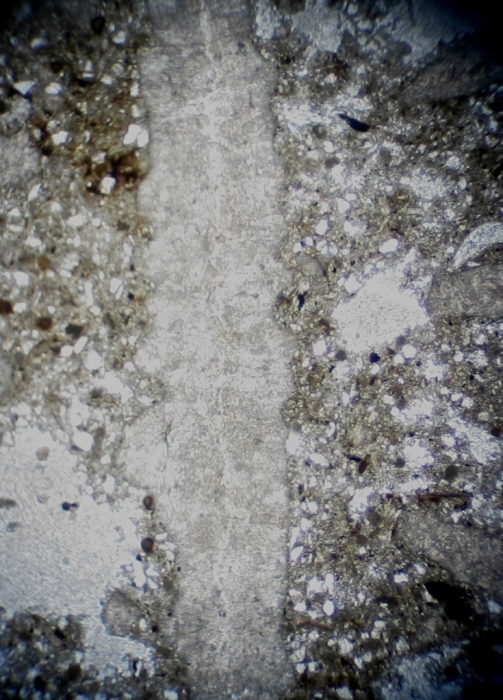 Holotype of Axotrochus outitensis type species of the genus Holotype of Axotrochus outitensis type species of the genus