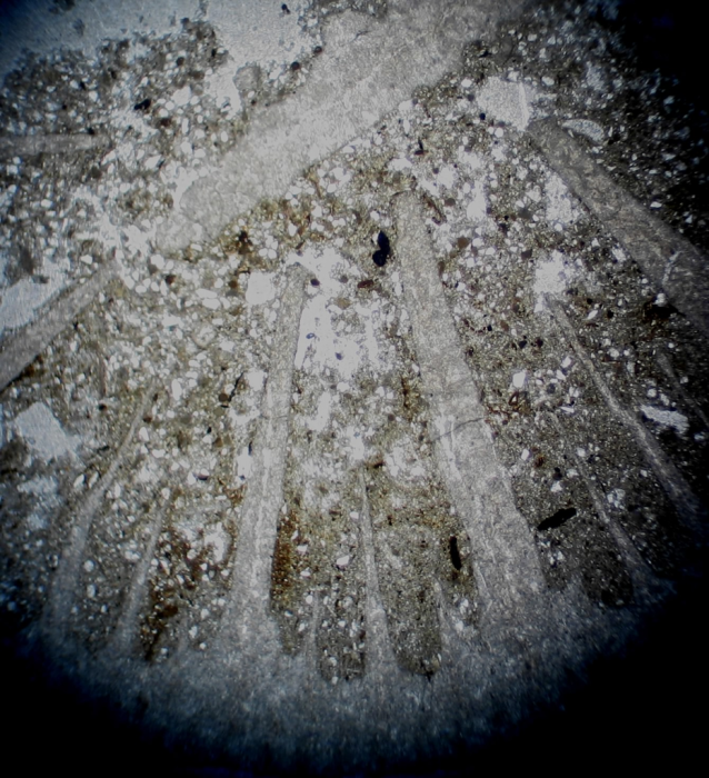 Holotype of Axotrochus outitensis type species of the genus Holotype of Axotrochus outitensis type species of the genus