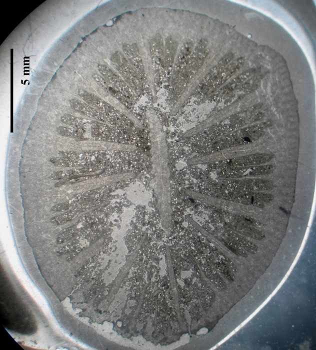 Holotype of Axotrochus outitensis type species of the genus Holotype of Axotrochus outitensis type species of the genus