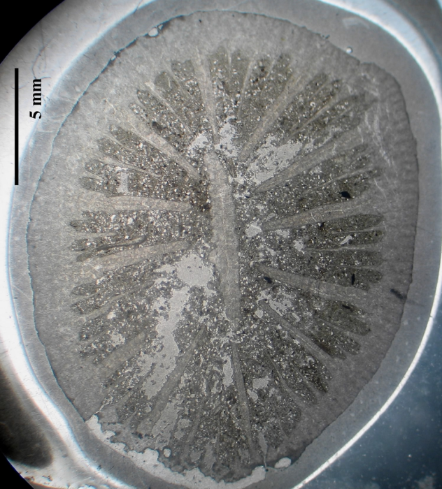 Holotype of Axotrochus outitensis type species of the genus