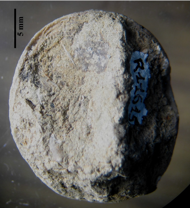 Holotype of Axotrochus outitensis type species of the genus Holotype of Axotrochus outitensis type species of the genus