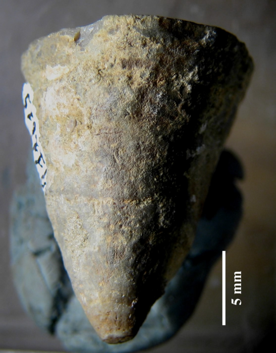 Holotype of Axotrochus outitensis type species of the genus Holotype of Axotrochus outitensis type species of the genus