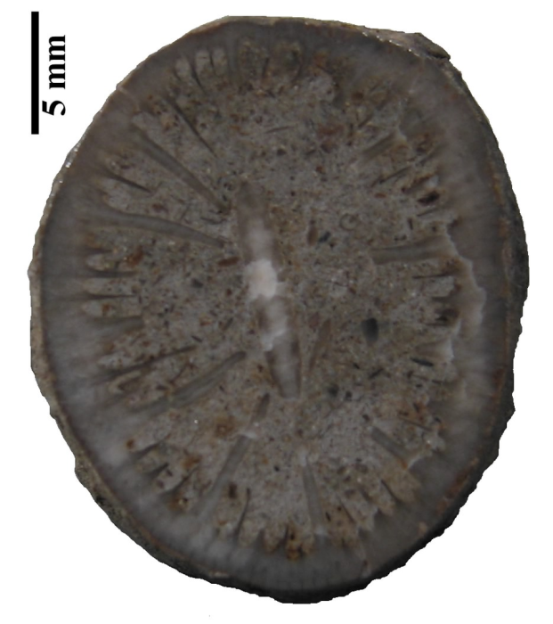 Holotype of Axotrochus outitensis type species of the genus Holotype of Axotrochus outitensis type species of the genus