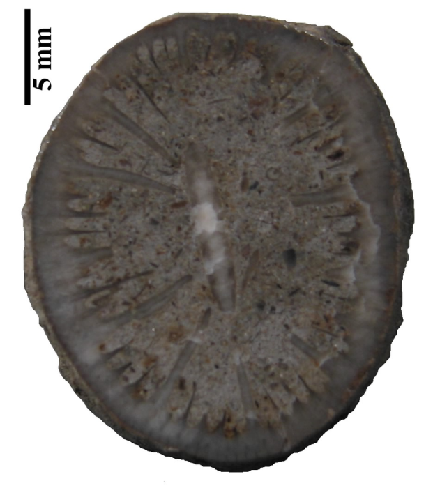 Holotype of Axotrochus outitensis type species of the genus