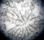 Lectotype of the type species of Complexastrea