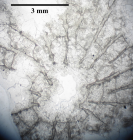 Lectotype of the type species of Complexastrea